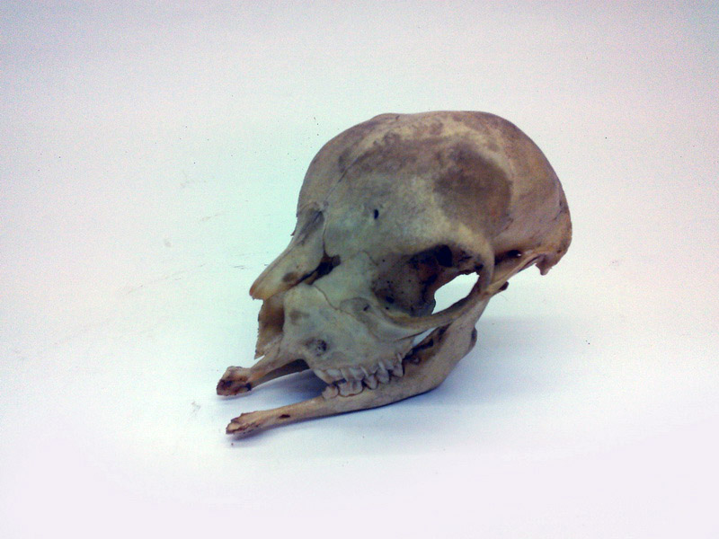 craneo animal 12x8x8 1u